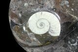 Round Fossil Goniatite Dish #73722-1